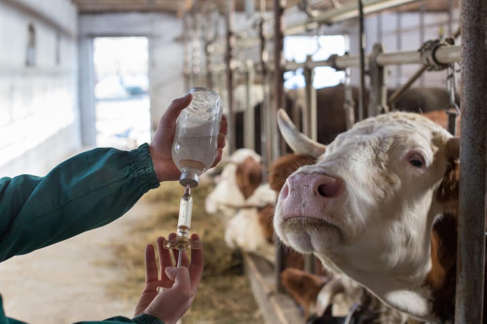Veterinarian with medicine in front of cows. Image: i-Stock.