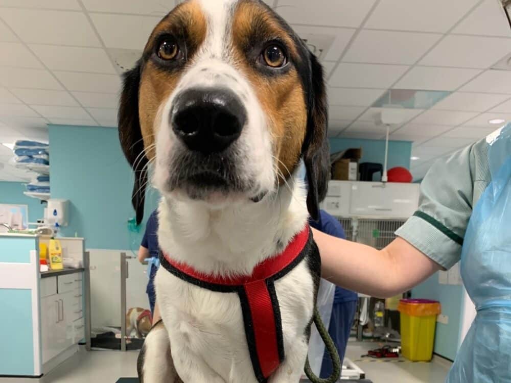 Veterinary Surgery: Tech-driven Care for Better Outcomes and Faster Recovery 