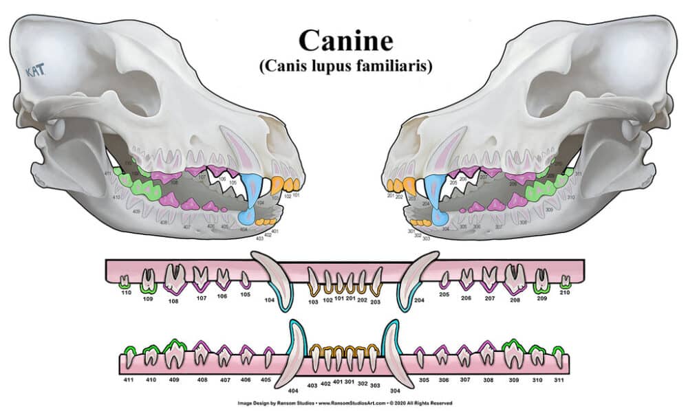3D Canine Dental Chart (Wall Decal)