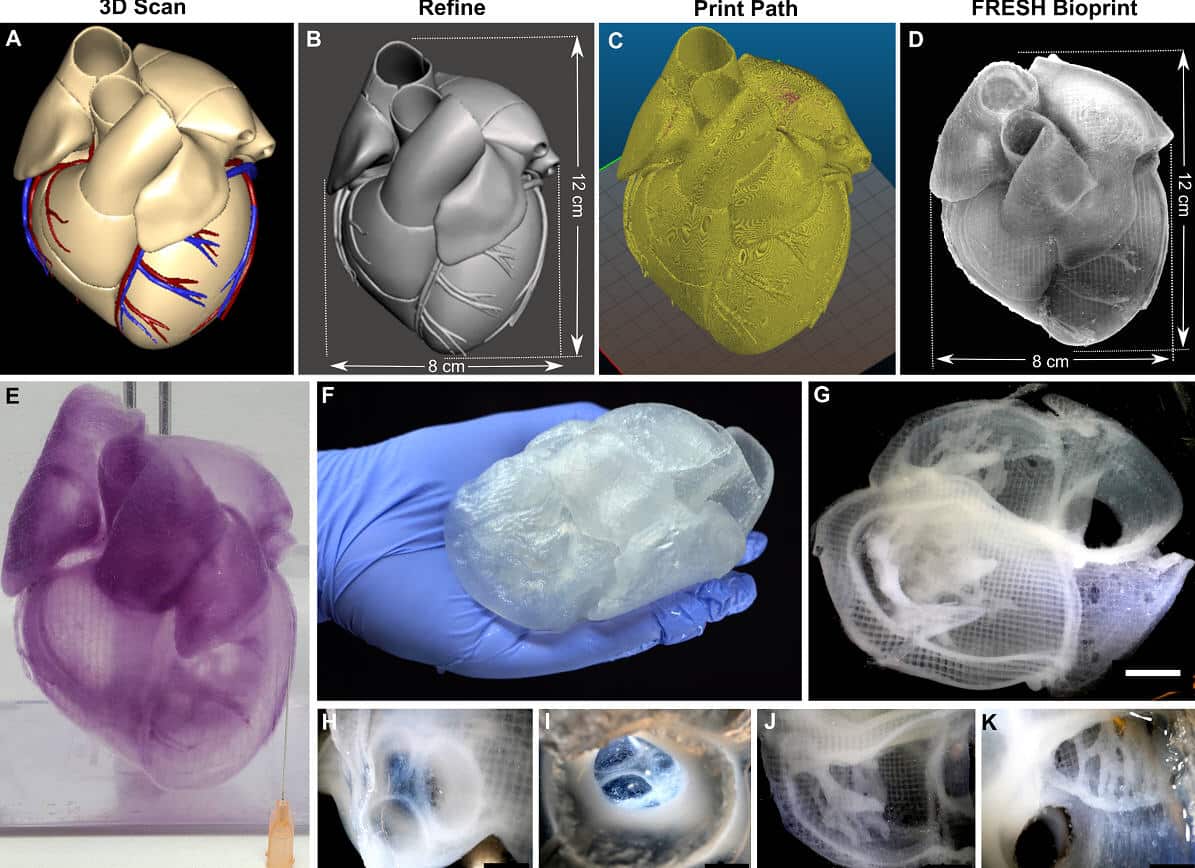 Creating life-like tissue and organ models improves realism over the rigid plastic models. (Credit: Carnegie Mellon University)