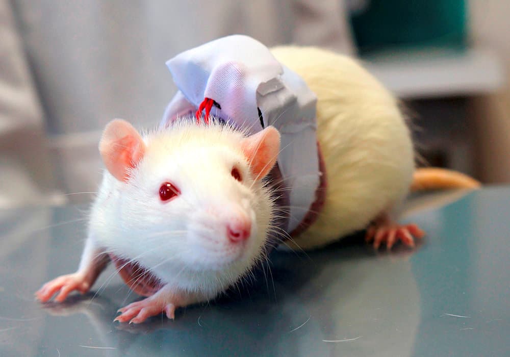 Non-Invasive Jacket for Monitoring Small Lab Animals