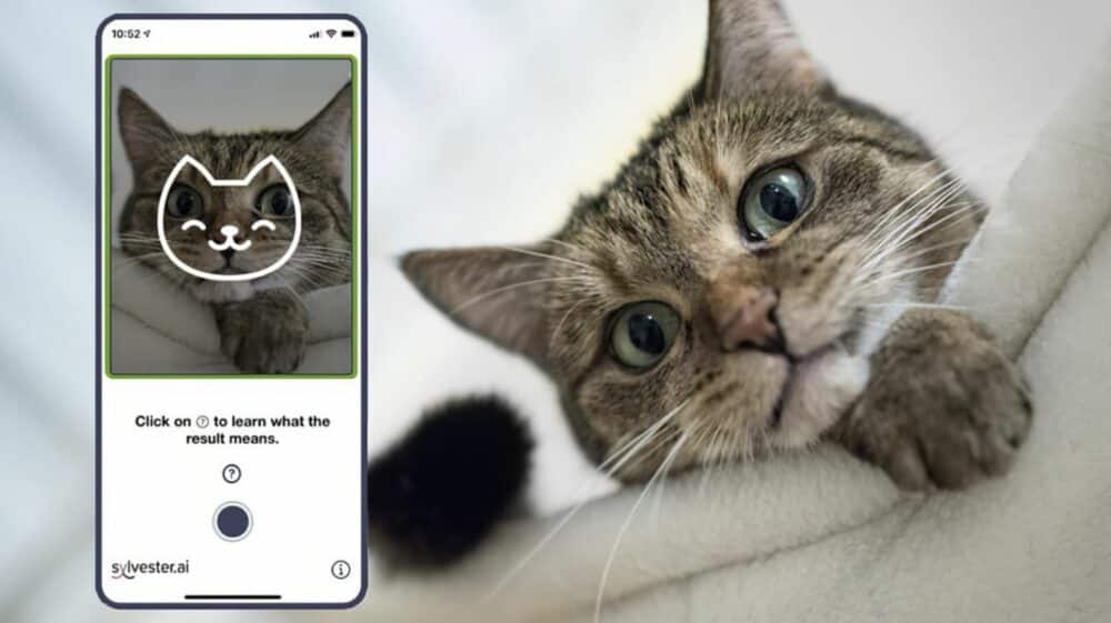 Sylvester.ai’s AI-powered Tools Transform Cat Care